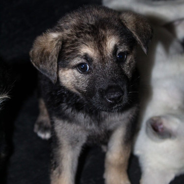 Female Akita X German Shepherd Pups