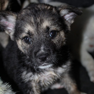 Female Akita X German Shepherd Pups