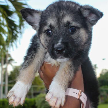 Female Akita X German Shepherd Pups