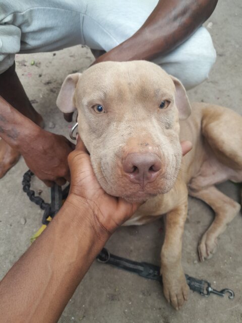 XL AMERICAN BULLY RED NOSE FAWN COLOR