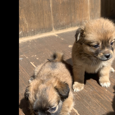 Chihuahua Pomeranian Puppies
