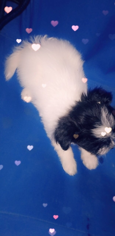 Pomeranian Shitzu Mix Puppies For Sale