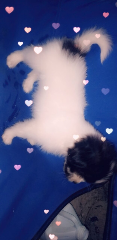 Pomeranian Shitzu Mix Puppies For Sale