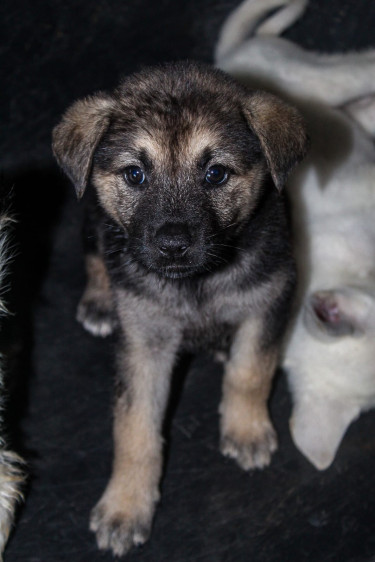 Female Akita Shepherd Pups