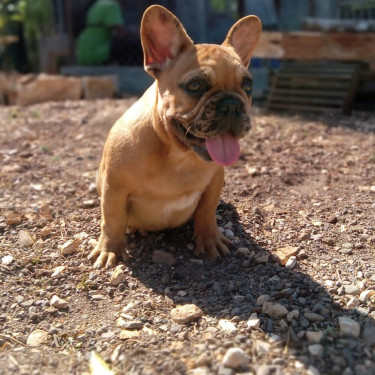 Male French Bulldog Puppy 