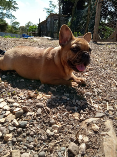 Male French Bulldog Puppy 