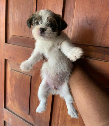 Shih Tzu Female Puppies 6 Weeks Old Vaccinated