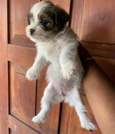 Shih Tzu Female Puppies 6 Weeks Old Vaccinated