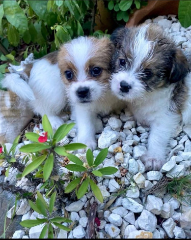 Shih Tzu Female Puppies 6 Weeks Old Vaccinated
