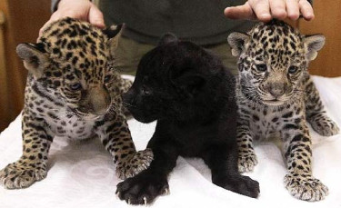 Gorgeous Jaguar Cubs For Sale 