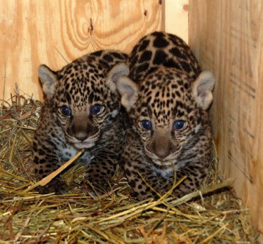 Gorgeous Jaguar Cubs For Sale 
