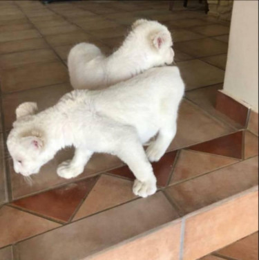 White Lion Cubs For Sell WHATSAAP:30699529818