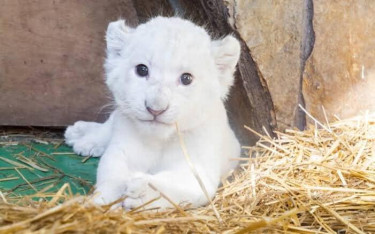 White Lion Cubs For Sell WHATSAAP:30699529818