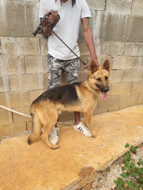 FAMILY DOGS GERMAN SHEPHERD