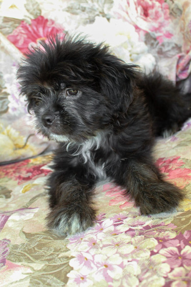 Female Shih Tzu Pup