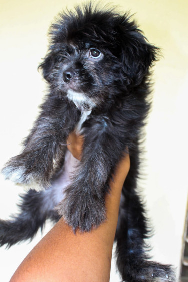 Female Shih Tzu Pup