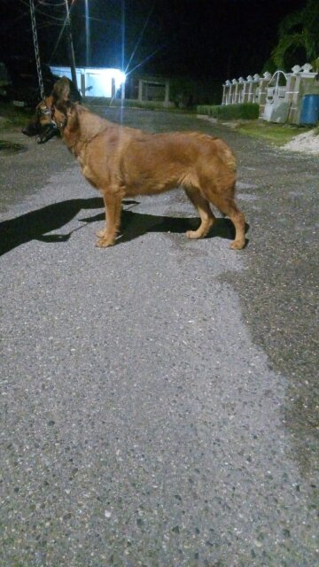 Belgium Mal Mix Dutch Shepherd