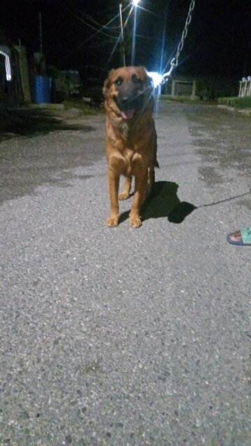 Belgium Mal Mix Dutch Shepherd