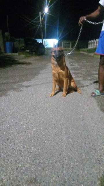 Belgium Mal Mix Dutch Shepherd