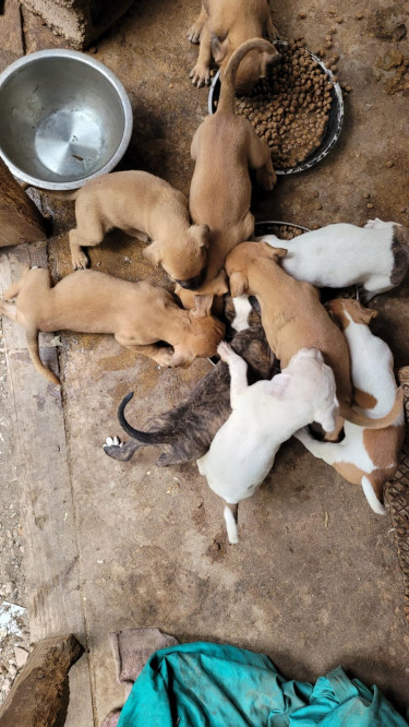 Pitbull Mix Pups 