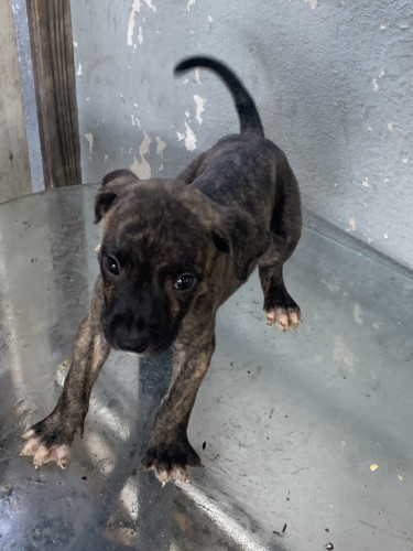 Pitbull Mix Pups 