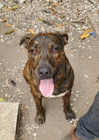 Pitbull Mix Pups 