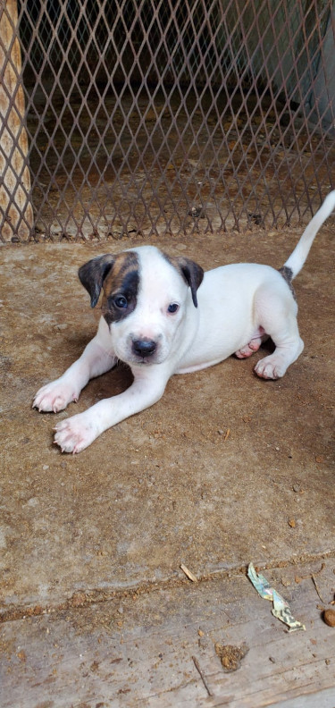 Pitbull Mix Pups 