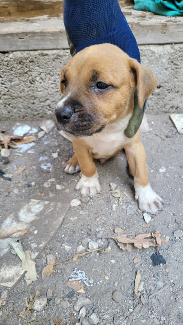 Pitbull Mix Pups 