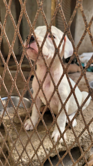 Pitbull Mix Pups 