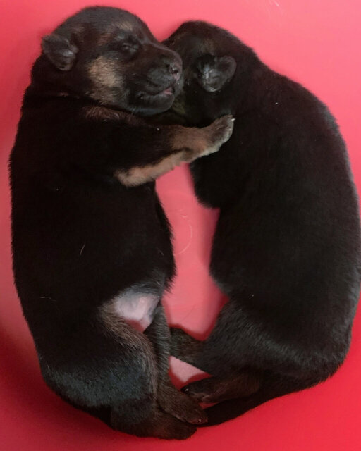 Male German Shepherd Puppies