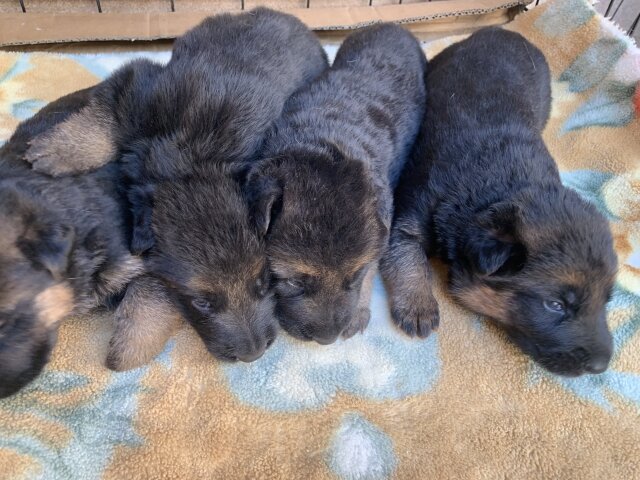 Male German Shepherd Puppies