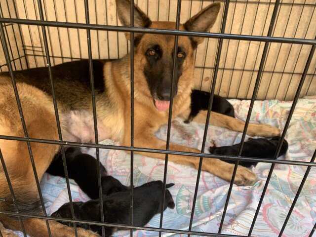 Male German Shepherd Puppies