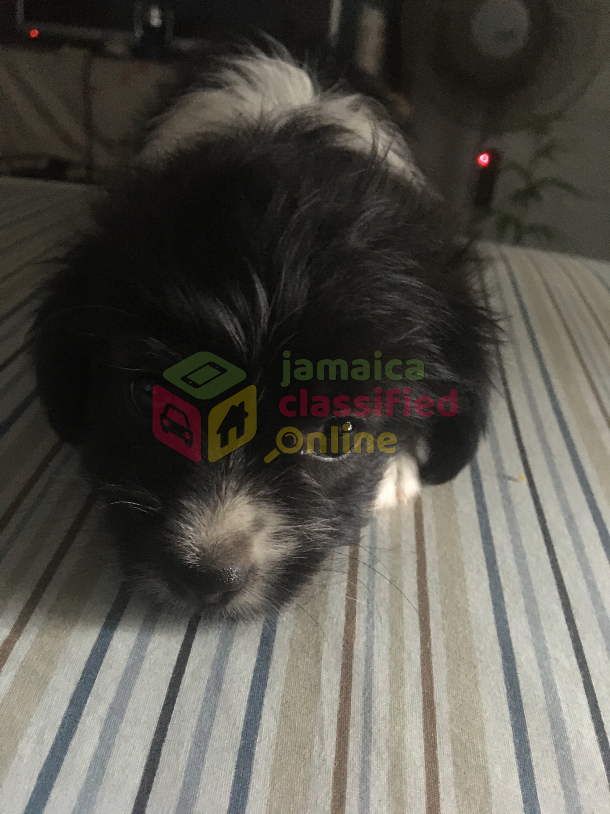 For Sale: Shih Tzu Mix With Poodle Pup - Kingston