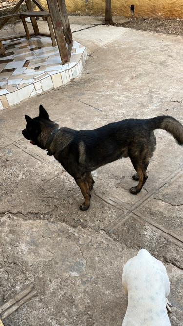 Male Akita Shepherd Up For Stud Service - Havendale