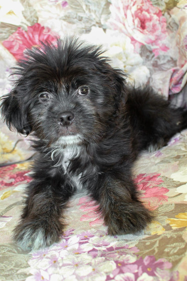 Female Shih Tzu Pup 