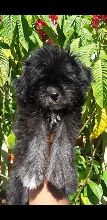 Female Shih Tzu Pup 