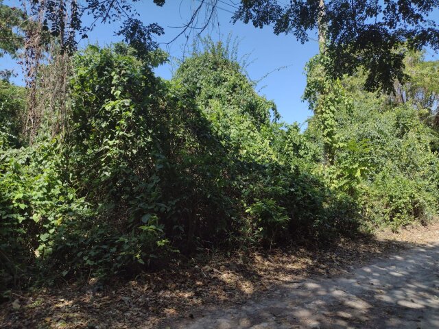 Half Acre Lot