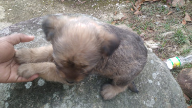 Shihtzu Terrier Femal And Male 6 Weeks Puppies