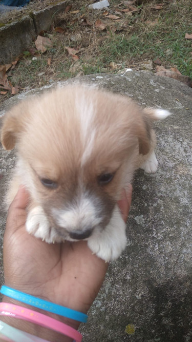 Shihtzu Terrier Femal And Male 6 Weeks Puppies