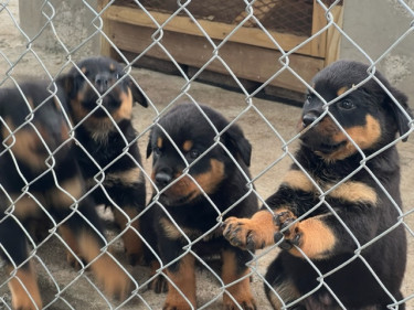 Registered Rottweiler Pups For Sale.
