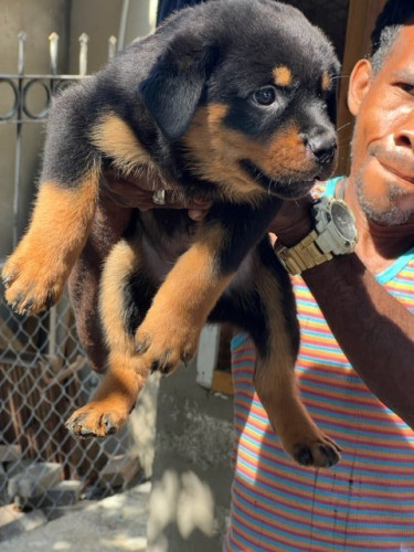 Registered Rottweiler Pups For Sale. Dogs Cherry Gardens