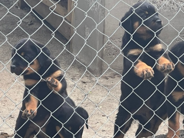 Registered Rottweiler Pups For Sale.