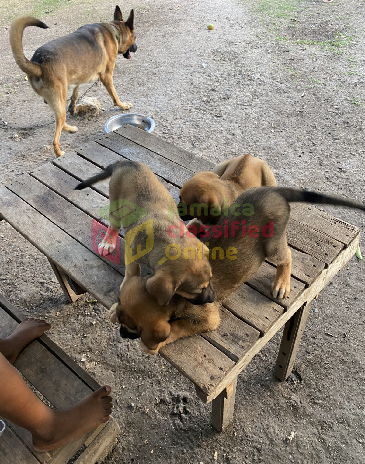 For Sale: German Shepherd X Ridgeback Puppies - Hampton Green