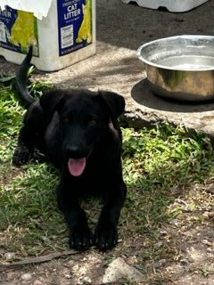 Belgian Malinois- Rottweiler Mix Pups For Sale