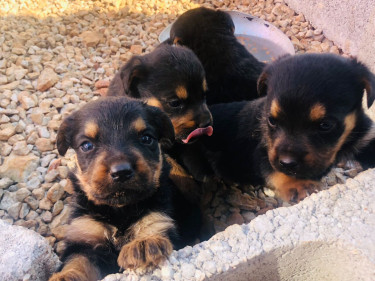 Rottweiler Mix Puppies