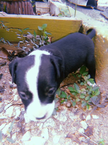 Pitbull Pups