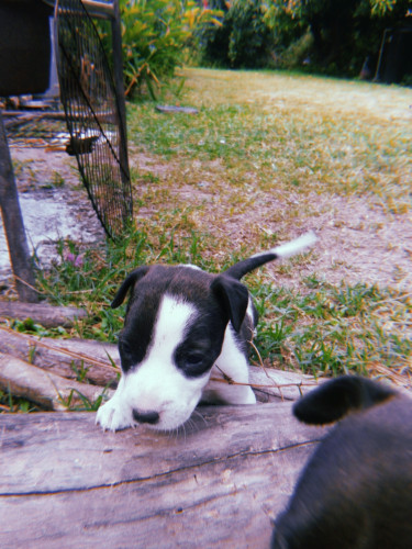 Pitbull Pups