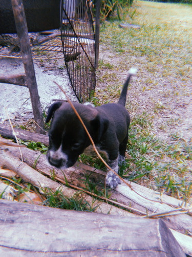 Pitbull Pups