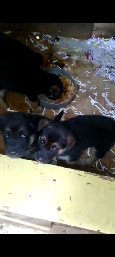 German Shepherd Pups For Sale 