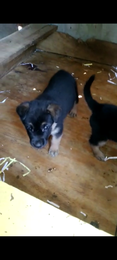 German Shepherd Pups For Sale 